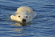 Polar bear (Ursus maritimus) swimming, Svalbard, Norway (non-ex) June 2007. Image 01253270 is cropped from this frame.