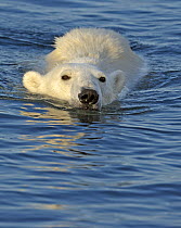 Polar bear (Ursus maritimus) swimming, Svalbard, Norway (non-ex) June 2007. This image is a crop of 01253269