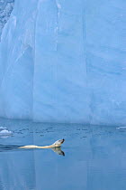 Polar bear (Ursus maritimus) swimming in front of ice cliff, Austfonna, Svalbard, Norway (non-ex) June 2007