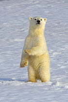 Polar bear (Ursus maritimus) new year cub, 6 months, standing on hind legs, Svalbard, Norway (non-ex) July 2007