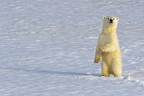 Polar bear (Ursus maritimus) new year cub, 6 months, standing on hind legs, Svalbard, Norway (non-ex) July 2007
