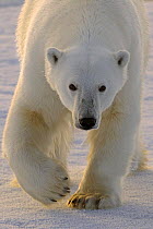 Polar bear (Ursus maritimus) on pack ice, walking head on, Svalbard, Norway (non-ex) September 2007