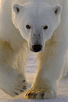 Polar bear (Ursus maritimus) on pack ice, Svalbard, Norway (non-ex) September 2007