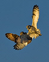 Two Short eared owls (Asio flammeus) fighting in flight over feeding grounds in flight, UK