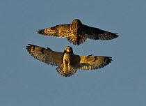 Two Short eared owls (Asio flammeus) fighting over feeding grounds in flight, UK