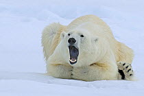 Polar bear (Ursus maritimus) lying down yawning, Svalbard, Norway, June 2009