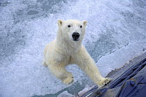 Polar bear (Ursus maritimus) standing up against tourist ship, Svalbard, Norway, June 2009