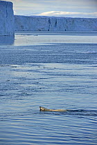Polar bear (Ursus maritimus) swimming with ice cliffs in background, Austfonna, Svalbard, Norway, June 2007