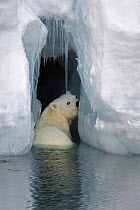 Polar bear (Ursus maritimus) looking for seal pups in ice cave, Svalbard, Norway, June 2007