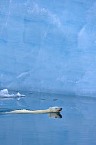 Polar bear (Ursus maritimus) swimming, Austfonna, Svalbard, Norway, June 2007. Image 01253316 is a crop of this image
