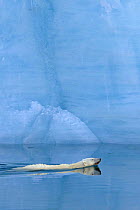Polar bear (Ursus maritimus) swimming beside ice cliffs, Austfonna, Svalbard, Norway, June 2007