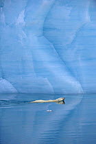 Polar bear (Ursus maritimus) swimming beside ice cliffs, Austfonna, Svalbard, Norway, June 2007