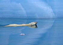 Polar bear (Ursus maritimus) swimming, Austfonna, Svalbard, Norway, June 2007.