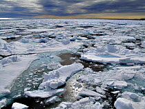 Broken pack ice floating on sea, Svalbard, Norway, June 2009