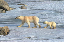 RF- Polar bear (Ursus maritimus) mother and new year cub, 6 months, Svalbard, Norway, July 2007. Endangered species. (This image may be licensed either as rights managed or royalty free.)