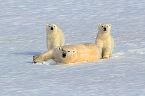 RF- Polar bear (Ursus maritimus) mother rolling in snow with new year cubs, 6 months,  Svalbard, Norway. July 2007.  Endangered species. (This image may be licensed either as rights managed or royalty...