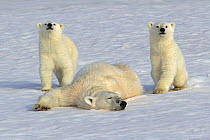 Polar bear (Ursus maritimus) mother rolling in snow watched by new year cubs, 6 months, pink tint of fur caused by snow algae, Svalbard, Norway, July 2007