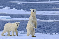 Polar bear (Ursus maritimus) mother standing on hind legs with cub, 18 months, Svalbard, Norway, February 2009