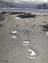 Polar bear footprints on beach, Seven Islands, Svalbard, Norway