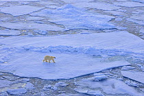 Polar bear (Ursus maritimus) on broken up pack ice, Svalbard, Norway, September 2009