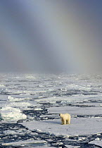 Polar bear (Ursus maritimus) on broken pack ice with faint rainbow behind, Svalbard, Norway, February 2009