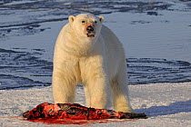Polar bear (Ursus maritimus) with seal kill, Svalbard, Norway, September 2009