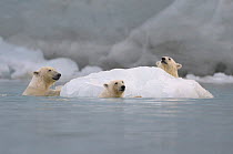 Polar bear (Ursus maritimus) mother and cubs playing around iceberg, Svalbard, Norway, February 2009