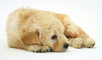 Miniature Goldendoodle puppy (Golden retriever x Miniature poodle cross) 7 weeks, lying down