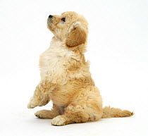 Miniature Goldendoodle puppy (Golden retriever x Miniature poodle cross), 7 weeks, sitting up, begging