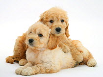 RF- Two Miniature Goldendoodle puppies (Golden retriever x Miniature Poodle cross), 7 weeks, one lying across the other. (This image may be licensed either as rights managed or royalty free.)