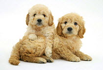 Two Miniature Goldendoodle puppies (Golden retriever x Miniature poodle cross), 7 weeks, one lying across the other