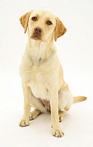 Yellow Labrador Retriever, Millie, one year, sitting, looking up
