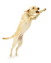 Yellow Labrador Retriever, Millie, one year, leaping up, barking