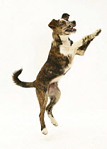 Brindle-and-white mongrel puppy, Brec, standing up on hind legs