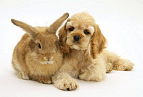 Buff American Cocker Spaniel puppy, China, 10 weeks, lying beside Sandy Lionhead-cross rabbit.