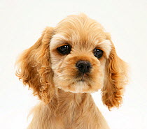 RF- Buff American Cocker Spaniel puppy, China, aged 10 weeks. (This image may be licensed either as rights managed or royalty free.)