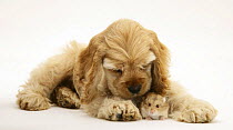 Buff American Cocker Spaniel puppy, China, 10 weeks, with a Dwarf Russian Hamster.