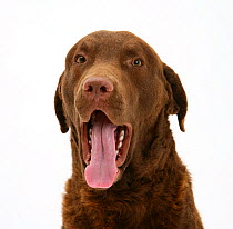 RF- Chesapeake Bay Retriever dog, Teague, yawning. (This image may be licensed either as rights managed or royalty free.)
