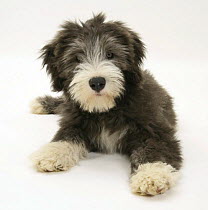 Blue Bearded Collie puppy, Misty, 3 months