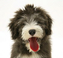 Blue Bearded Collie pup, Misty, 3 months, panting