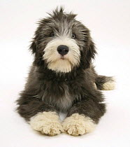 Blue Bearded Collie pup, Misty, 3 months, lying down