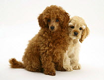 Red Toy Poodle puppy, Reggie, 12 weeks, with buff American Cocker Spaniel puppy, China, 11 weeks