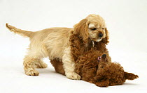 Red Toy Poodle puppy, Reggie, 12 weeks, play fighting with buff American Cocker Spaniel puppy, China, 11 weeks