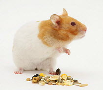 Short-haired Syrian Hamster with food seeds