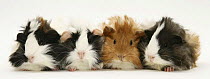 Four young Guinea-pigs.