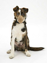 Mongrel puppy, Brec, wearing a muzzle.