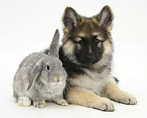 German Shepherd Dog bitch puppy, Echo, with grey windmill-eared rabbit.