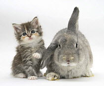 Tabby kitten with grey windmill-eared rabbit.
