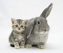 Silver tabby kitten with grey windmill-eared rabbit.
