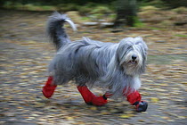 Bearded Collie bitch, Flora, running with boots on to keep her feet dry.